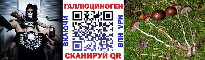 Псилоцибиновые грибы GOLDEN TEACHER ОМГ ОМГ вход Камышин сколько стоит